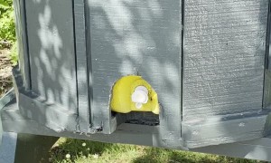 Sneaky Snake Nests in Covered Water Cooler