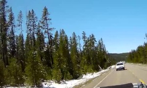 Wolf Chases Elk Into Side of Car