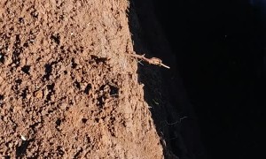 Brazilian Guinea Pig's Rescue Is a Bit Short Lived