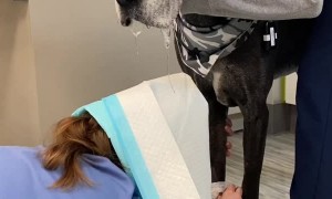 Clever Vet Protects Herself From Doggy Drool