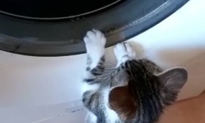 Curious Kitten Discovers Washing Machine
