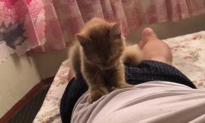 Meowssage Therapist Works for Treats