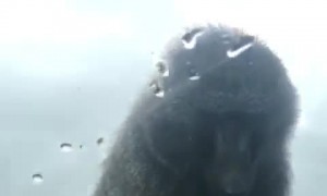 Climbing Monkey on the Car Gives Boy a Big Surprise