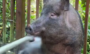 Cute Piglet Keeping Cool and Clean