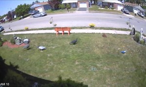 Microburst of Wind Tears Through Lawn Ornaments