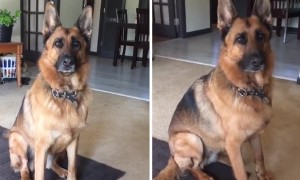 Caring Dog Thinks Bunny Is Her Baby, And It's Beyond Adorable