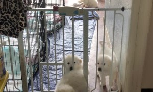 Great Pyrenees Pup Escapes from Pen