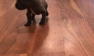 French Bulldog Puppy Takes a Load Off