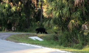 Cubs Follow Closely as Momma Bear Crosses Road