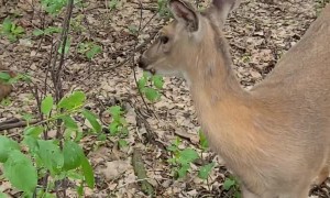 Human Hand-Feeds Trusting Deer