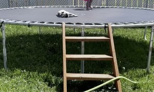 Sleepy Pug Can't be Bothered by Trampolining Girl