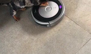 Puppy Dachshund Goes for a Ride on the Vacuum