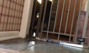 Puppy Dog Opens Pet Gate With Ease