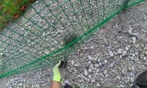 Cyclist Rescues Seven Turtles along Trail