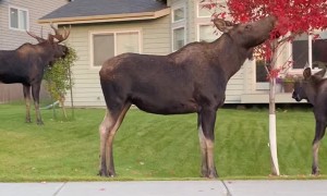 Roaming Moose Make a Meal Out of Residential Trees