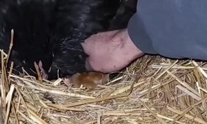 Chick Hides Under Hen's Wing