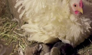 Chicken Helps Keep Baby Bunnies Warm