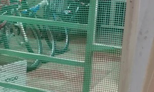 Cat Climbs Through Gate With Her Kittens