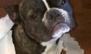 French Bulldog Gets Totally Sold Out By His Best Friend