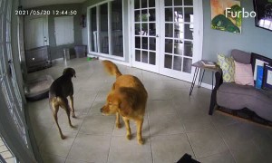 Catahoula Helps Stop Golden's Seizures