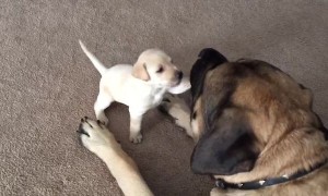 Fearless Puppy Adorably Plays With Giant English Mastiff