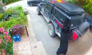Black Bear Tries to Break into Truck