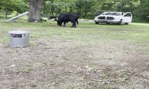 Angry Bull Runs Rampant in Front Yard