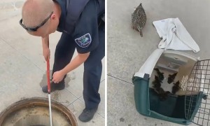 Police officers rescue trapped ducklings