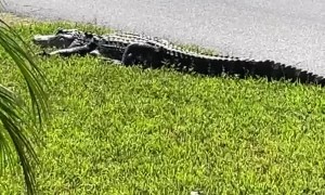 Gator Lays Down in Lawn