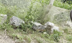 Squirming Snake Caught Barehanded