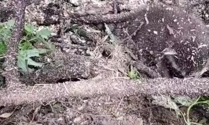 Baby Raccoons Rescued From Fallen Tree