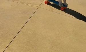 Dog Skates on Mini Skateboard