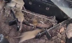 Swarm of Mice Scurry Away