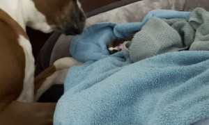 Rescued Boxer's Motherly Instincts Kick in For New Puppy
