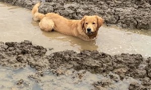 Jimmy the Golden Demonstrates His Love For Mud Puddles