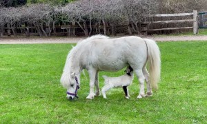 Rejected Lamb Adopted by Loving Mare