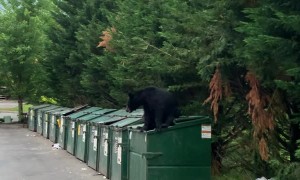 Bear Caught Climbing Out of Dumpster