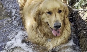 Retriever Chills Out in Creek during Hike