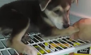 Cute Puppy Keeps Cool