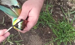 Choking Bird Rescued