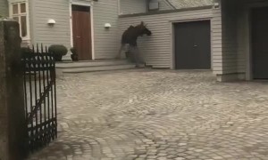 Wild Moose Calf Spotted in Center of Town