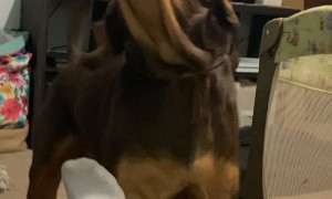 Hound Howls for Grandma's House