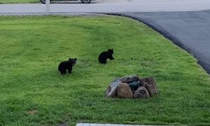 Early Morning Visit From Family of Bears