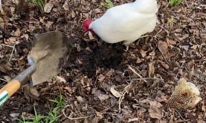 Chicken Helping to Dig for Worms