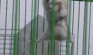 Acrobatic Hamster Trains in Cage