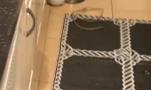 Troublesome Cat Cracks some Eggs