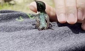 Hummingbird Stops by for a Rest