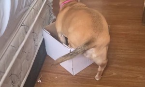 Cardboard Box Doesn't Make Good Doggy Bed