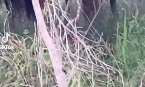 Saving a Drowning Baby Deer and Returning it to Mom