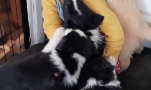 Border Collie Puppy Cuddles